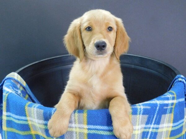 Golden Retriever DOG Female Golden 918 Petland Gallipolis, OH