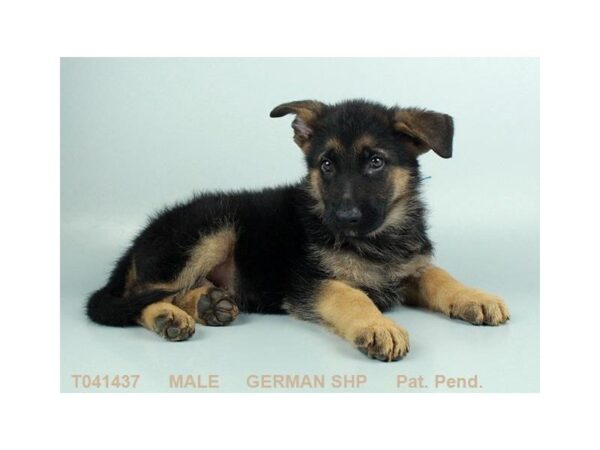 German Shepherd Dog DOG Male BLK & TN 919 Petland Gallipolis, OH