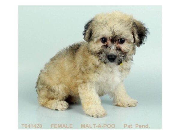 Malt-A-Poo DOG Female CR SBL 920 Petland Gallipolis, OH