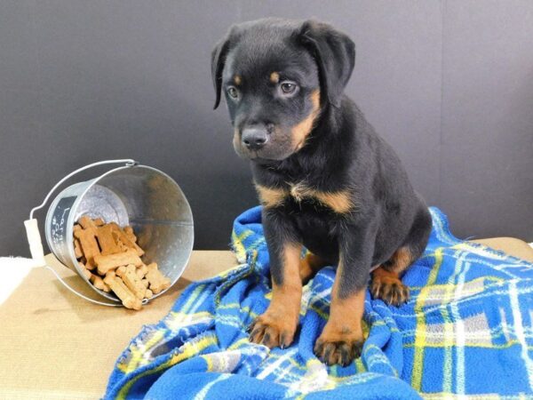 Rottweiler-DOG-Female-Black and Tan-921-Petland Gallipolis, OH