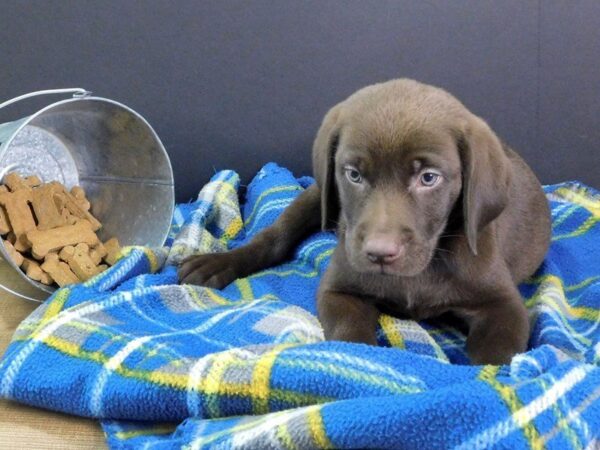 Labrador Retriever DOG Male Chocolate 923 Petland Gallipolis, OH