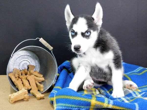 Siberian Husky-DOG-Male-Black & White-922-Petland Gallipolis, OH