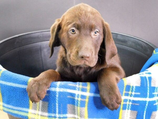 Labrador Retriever-DOG-Female-Chocolate-926-Petland Gallipolis, OH