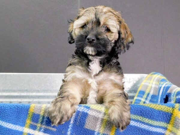 Cockerchon-DOG-Female-Brown/Black-924-Petland Gallipolis, OH