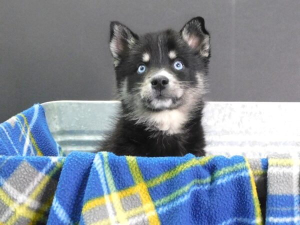 Pomsky DOG Female Black White 925 Petland Gallipolis, OH