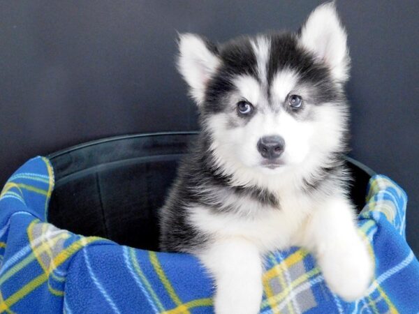 Siberian Husky DOG Male Blk - Wht 927 Petland Gallipolis, OH