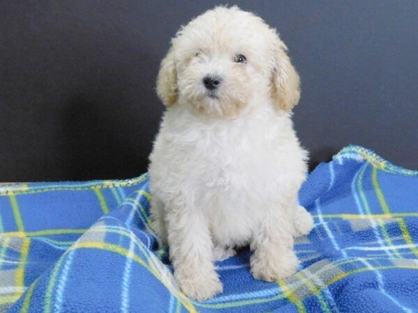 Bichon Poo DOG Female RED 930 Petland Gallipolis, OH