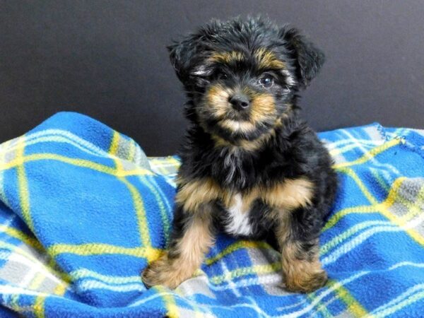 Yorkie Poo DOG Female BLK TAN 931 Petland Gallipolis, OH