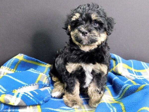 Havanese DOG Male Brown White 933 Petland Gallipolis, OH