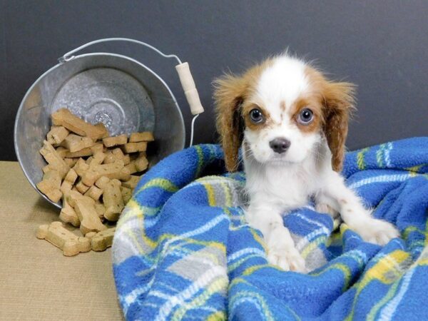 Cavalier King Charles Spaniel DOG Female BLENHEIM 934 Petland Gallipolis, OH