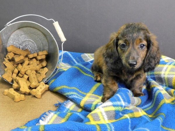 Dachshund DOG Male RED 936 Petland Gallipolis, OH