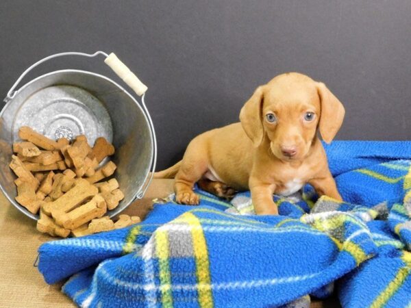 Dachshund DOG Male RED 937 Petland Gallipolis, OH