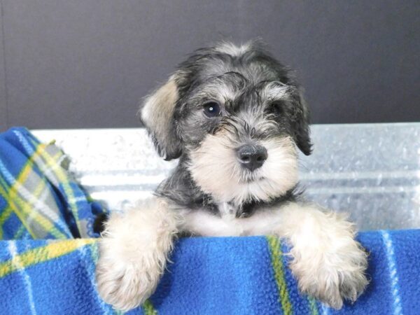 Miniature Schnauzer DOG Female SALT PEPPER 935 Petland Gallipolis, OH