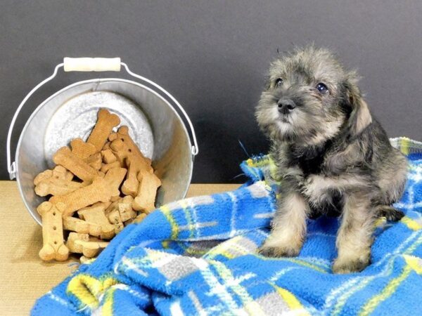 Miniature Schnauzer DOG Female SALT PEPPER 942 Petland Gallipolis, OH