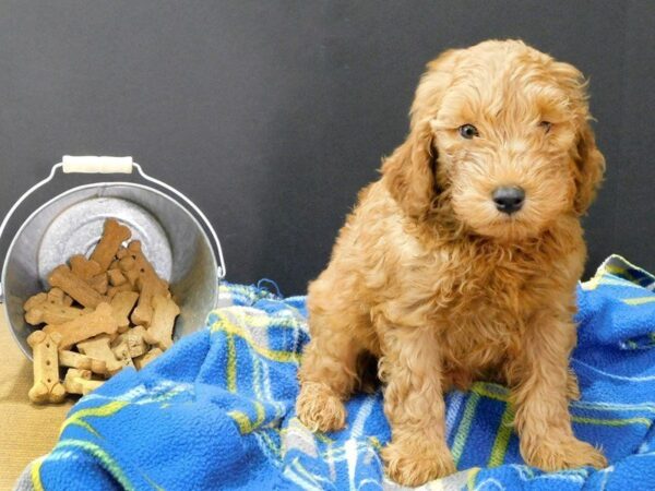 F2 MINI GOLDENDOODLE-DOG-Male-Red-938-Petland Gallipolis, OH