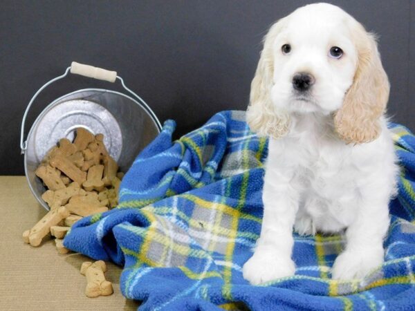 Cocker Spaniel DOG Male BUFF WHITE 940 Petland Gallipolis, OH