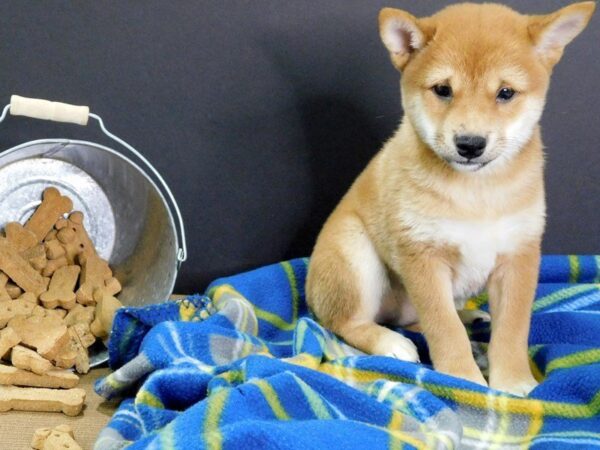 Shiba Inu DOG Male Red 941 Petland Gallipolis, OH