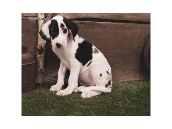 Great Dane DOG Female Merlequin 944 Petland Gallipolis, OH