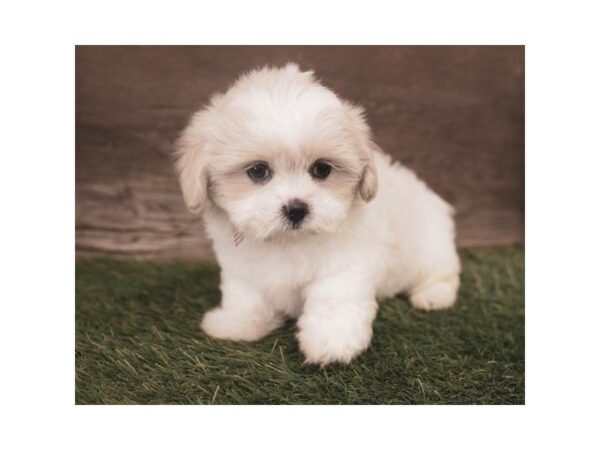 Maltese DOG Female White 945 Petland Gallipolis, OH