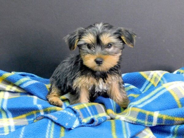 Yorkshire Terrier DOG Female BLK TAN 939 Petland Gallipolis, OH