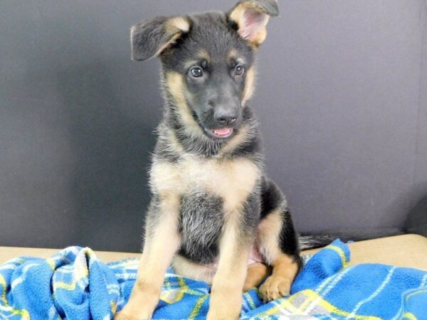 German Shepherd DOG Female Black and Tan 947 Petland Gallipolis, OH