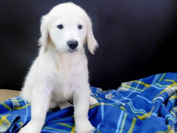 Golden Retriever DOG Male LIGHT GOLDEN 946 Petland Gallipolis, OH