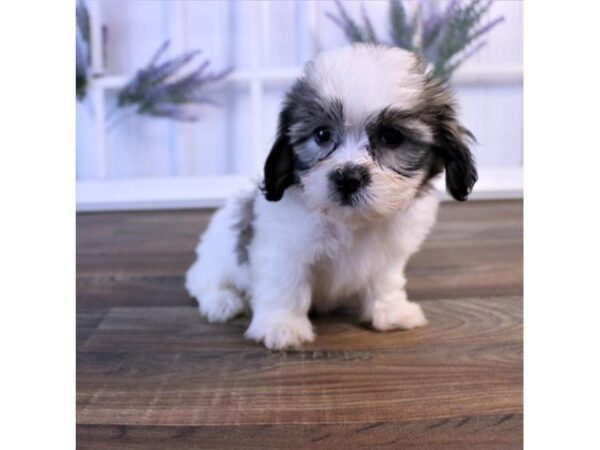 Teddy Bear DOG Female Gold / White 950 Petland Gallipolis, OH