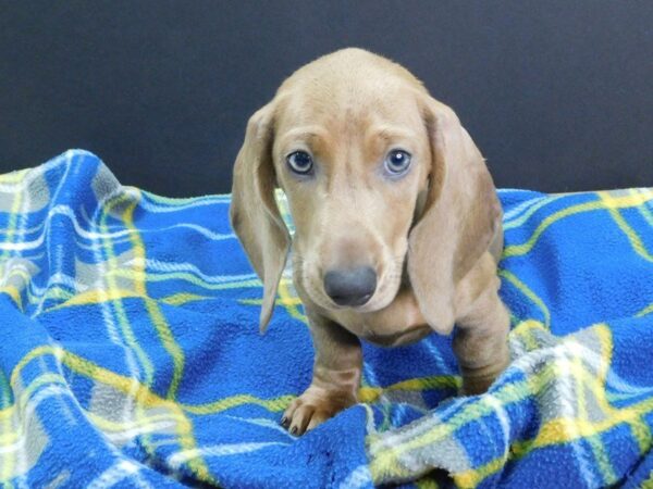 Dachshund DOG Male Chocolate Merle 955 Petland Gallipolis, OH