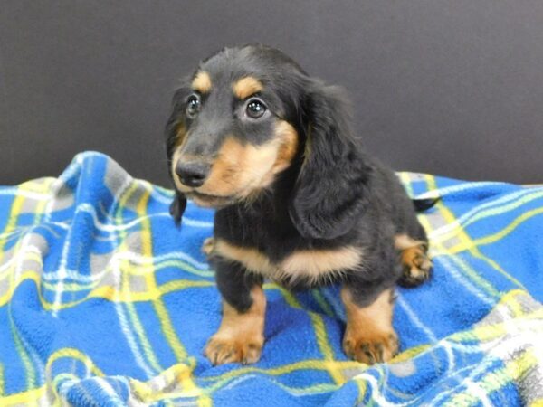 Dachshund DOG Female Black and Tan 954 Petland Gallipolis, OH