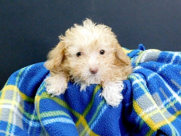 Poodle-DOG-Female-Apricot-953-Petland Gallipolis, OH