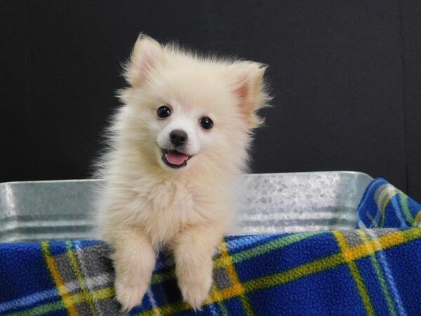 Pomeranian DOG Male Chocolate 948 Petland Gallipolis, OH