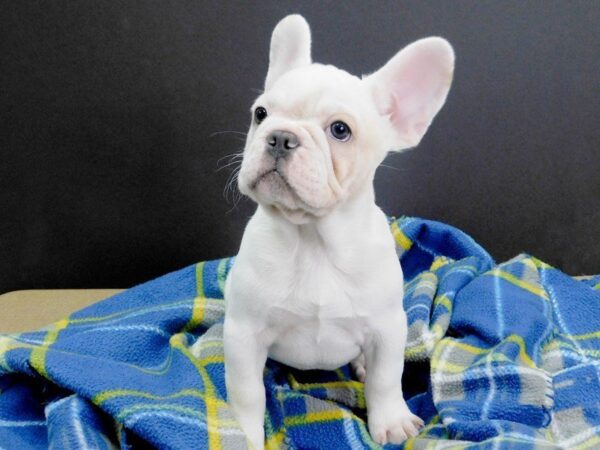 French Bulldog DOG Male White & Tan 951 Petland Gallipolis, OH