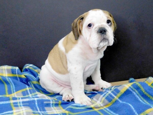 Mini Bulldog DOG Female Fawn & White 961 Petland Gallipolis, OH