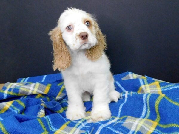 Cocker Spaniel DOG Female BUFF WHITE 956 Petland Gallipolis, OH