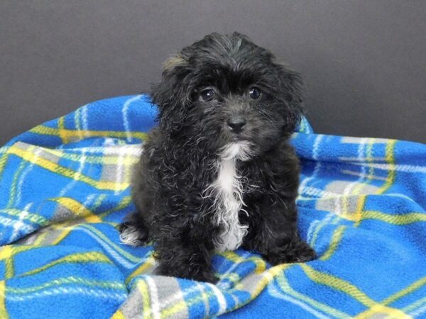 Teddy Bear-DOG-Female-TRI-957-Petland Gallipolis, OH