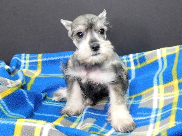 Mini Schnauzer DOG Female SALT & PEPPER 958 Petland Gallipolis, OH