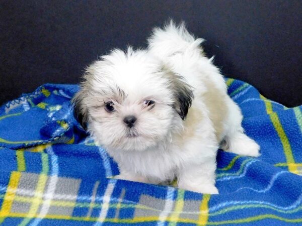 Shih Tzu DOG Male BROWN WHITE 959 Petland Gallipolis, OH