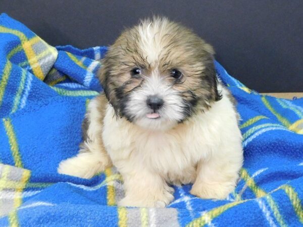 Teddy DOG Male brown white 960 Petland Gallipolis, OH