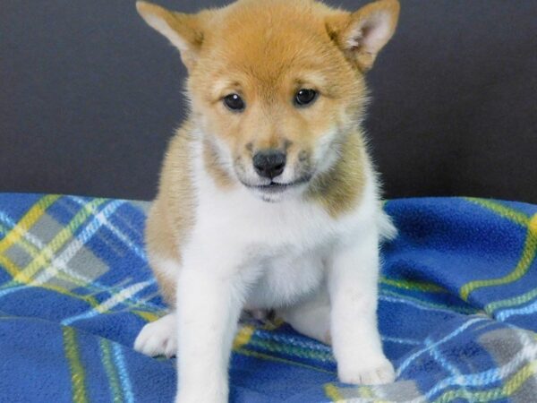 Shiba Inu DOG Female RED 964 Petland Gallipolis, OH