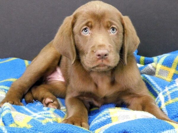 Labrador Retriever-DOG-Female-Chocolate-962-Petland Gallipolis, OH