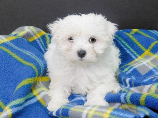 Maltese DOG Male WHITE 963 Petland Gallipolis, OH