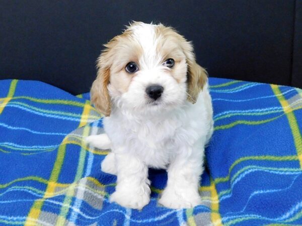 Cava Chon-DOG-Female-BLIENHEIM-968-Petland Gallipolis, OH