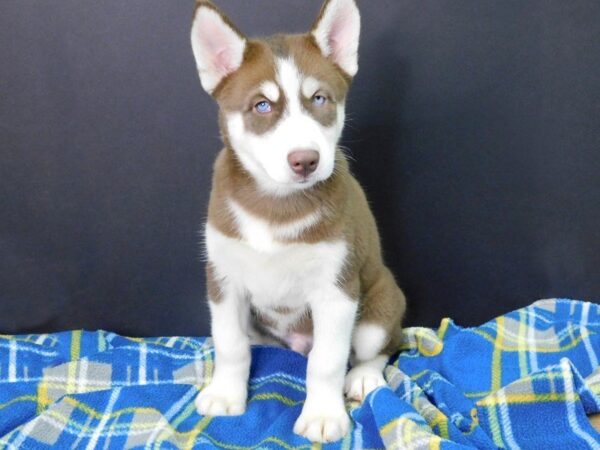 Siberian Husky DOG Male Black White 966 Petland Gallipolis, OH