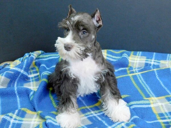 Miniature Schnauzer DOG Female LIVER 971 Petland Gallipolis, OH