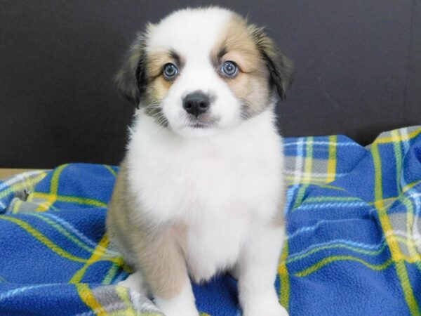 Aussimo DOG Male TRI 970 Petland Gallipolis, OH