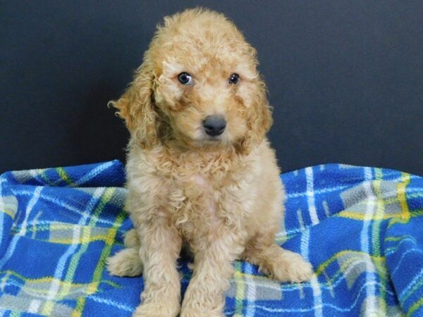 F2 MINI GOLDENDOODLE DOG Female Red 969 Petland Gallipolis, OH