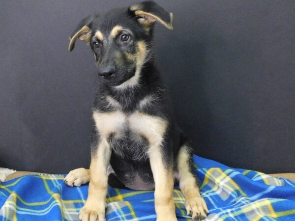 German Shepherd DOG Female BLK & TN 973 Petland Gallipolis, OH