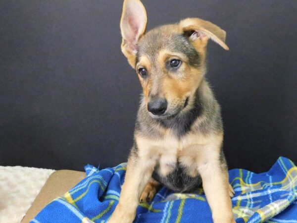 German Shepherd DOG Male SABLE 972 Petland Gallipolis, OH