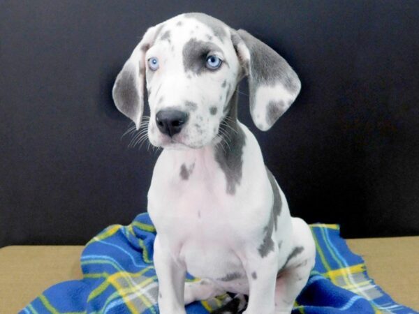 Great Dane DOG Female Blue 977 Petland Gallipolis, OH