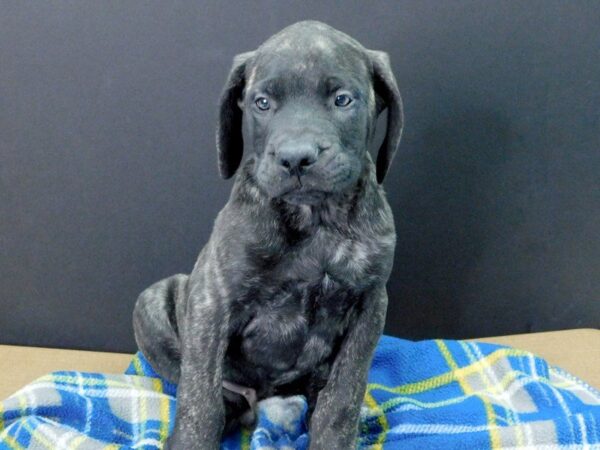 Mastiff DOG Male Brindle 976 Petland Gallipolis, OH